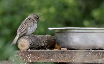 Co to znaczy dokarmiać ptaki mądrze?