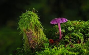 Gdzie można kupić farbę do ubrań? Gdzie można kupić farbę do ubrań?
