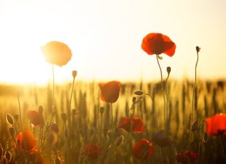 Ile mąki na 10 dkg drożdży?