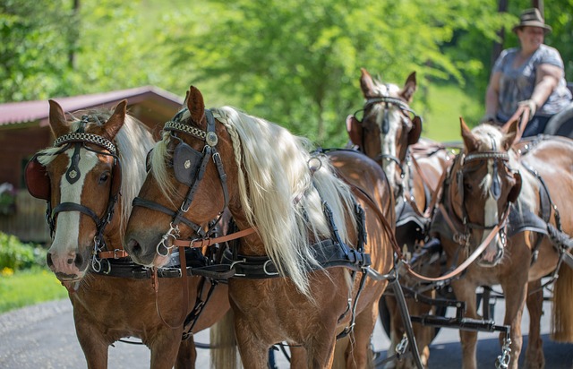 Jak zbudować klatkę dla gołębi? Jak zbudować klatkę dla gołębi?