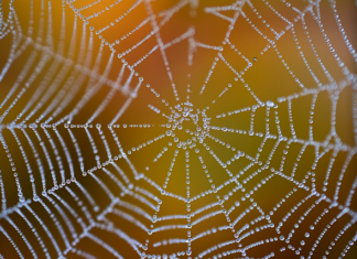 Czy w netto jest erytrytol?