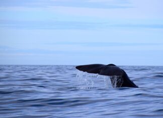 Na jaką grubość rozwałkować ciasto na pączki?