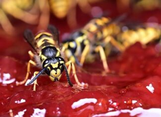 Czy w dżemie jest żelatyna?