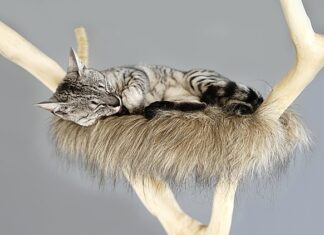 Jak tanio zrobić drapak dla kota?