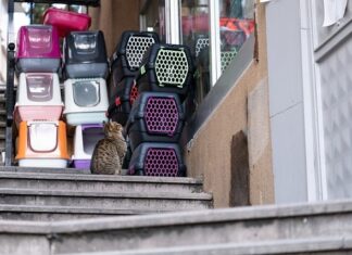 Czy można pożyczyć transporter dla kota?