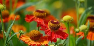 Czy w Kiku są walizki?