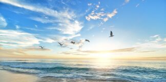 Czy można karmić ptaki mąka?