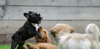 Jak przygotować miejsce dla szczeniąt?