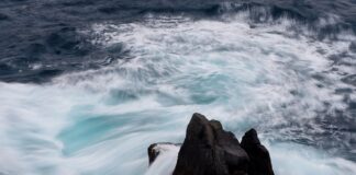 Jakie są ceny siana?