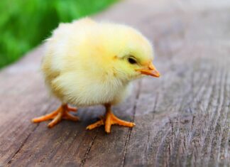 Jakie dipy do kurczaka?