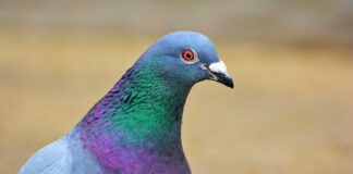 Ile octu jabłkowego na 1 litr wody dla gołębi?