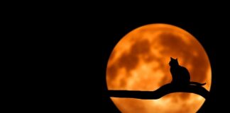 Co daje się kotu do picia?