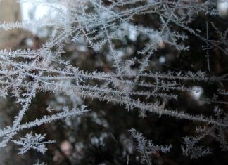 Czy można mrozić drożdże w kostce?