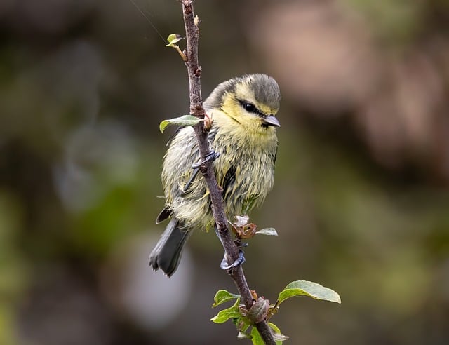 Co najbardziej lubią jeść sikorki? Co najbardziej lubią jeść sikorki?